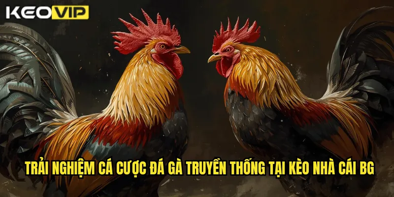 Trải nghiệm cá cược đá gà truyền thống tại kèo nhà cái bg