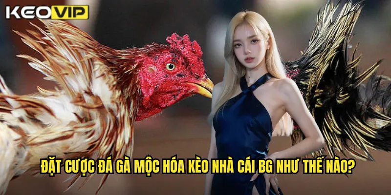 Đá Gà Mộc Hóa - Nét Đẹp Miền Tây Cùng kèo nhà cái bg 2 Đặt cược đá gà mộc hóa kèo nhà cái bg như thế nào?