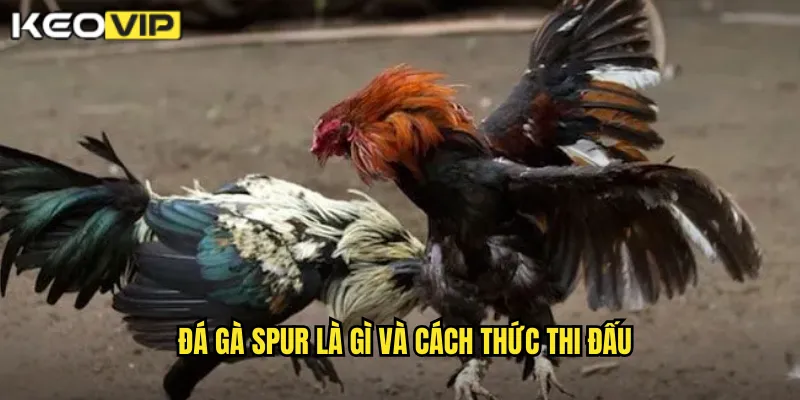 Đá Gà Spur - Kịch Tính Và Mãn Nhãn Cùng kèo nhà cái bg 1 Đá gà spur là gì và cách thức thi đấu