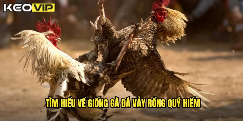 Gà Đá Vảy Rồng - Huyền Thoại Bất Bại Tại kèo nhà cái bg 1 Tìm hiểu về giống gà đá vảy rồng quý hiếm