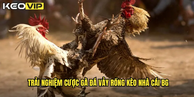 Gà Đá Vảy Rồng - Huyền Thoại Bất Bại Tại kèo nhà cái bg 2 Trải nghiệm cược gà đá vảy rồng kèo nhà cái bg