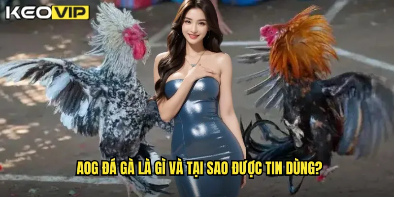 AOG đá gà là gì và tại sao được tin dùng?