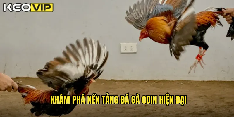 Khám phá nền tảng đá gà Odin hiện đại