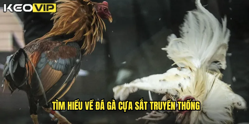 Đá Gà Cựa Sắt - Sức Mạnh Thép Cùng Kèo Nhà Cái BG 1 Tìm hiểu về đá gà cựa sắt truyền thống