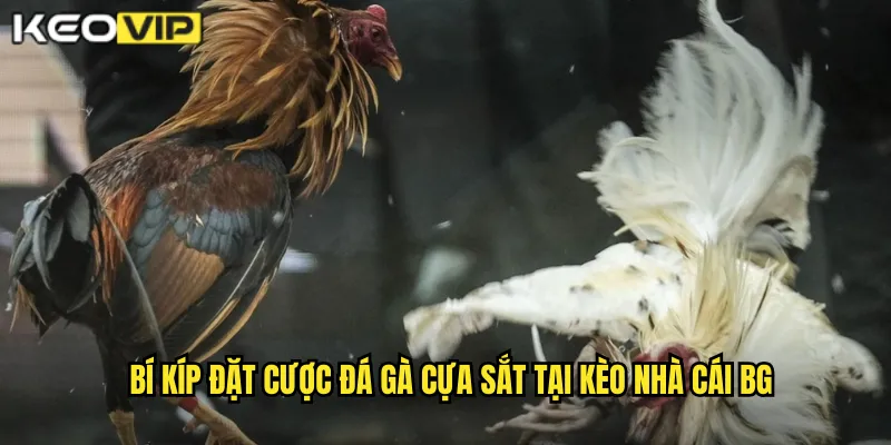 Đá Gà Cựa Sắt - Sức Mạnh Thép Cùng Kèo Nhà Cái BG 2 Bí kíp đặt cược đá gà cựa sắt tại kèo nhà cái bg