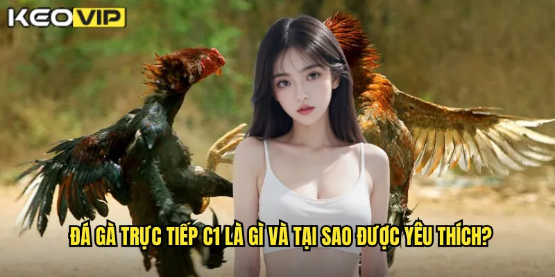 Đá gà trực tiếp C1 là gì và tại sao được yêu thích?