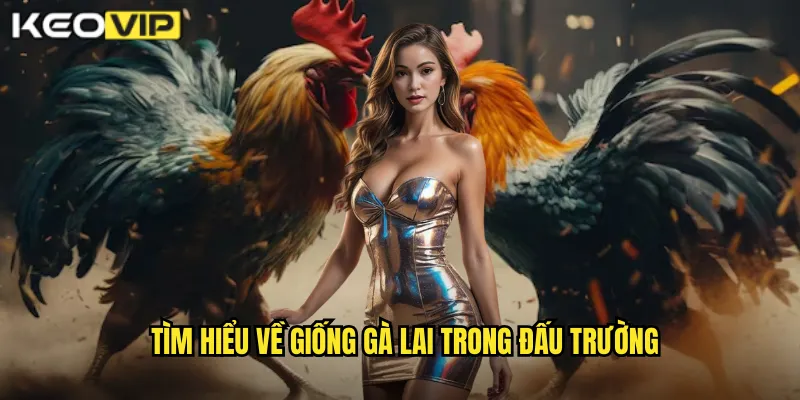 Tìm hiểu về giống gà lai trong đấu trường