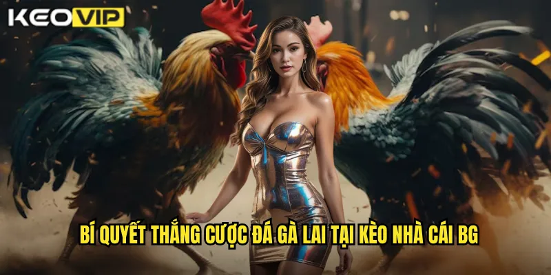 Bí quyết thắng cược đá gà lai tại kèo nhà cái bg